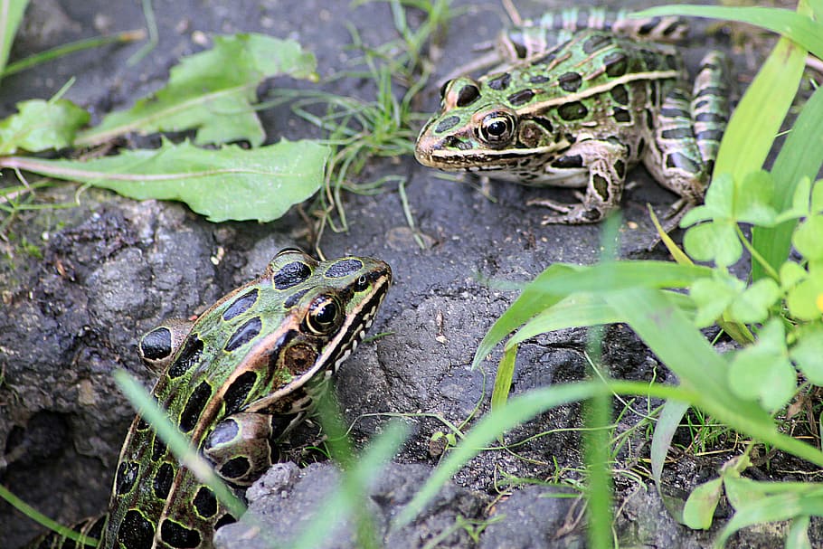 Frog, Toad, Amphibian, frogs, toads, nature, colorful, macro, closeup, sitting