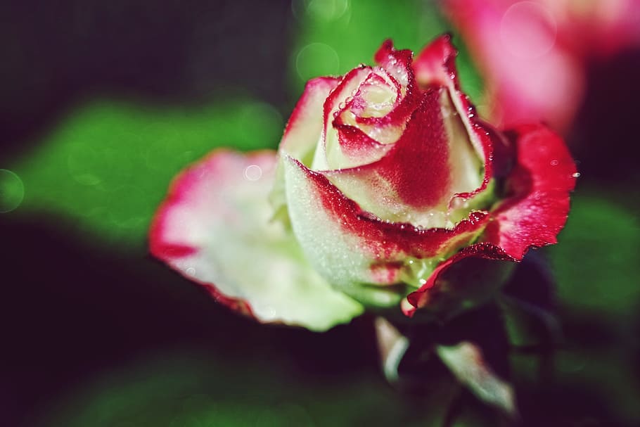 rosa, flor, verano, rojo, hermosa, agradable, luz solar, fragancia, romántico, color