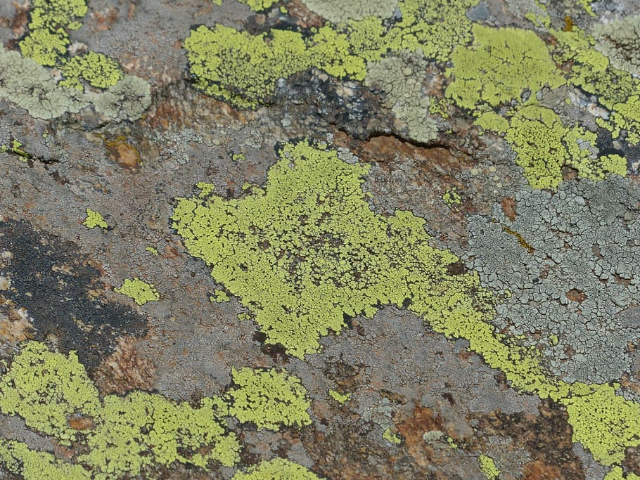 stone, lichen, rock lichen, rock, fouling, landkartenflechte, rhizocarpon geographicum, bare rock, crust lichen, bright yellow