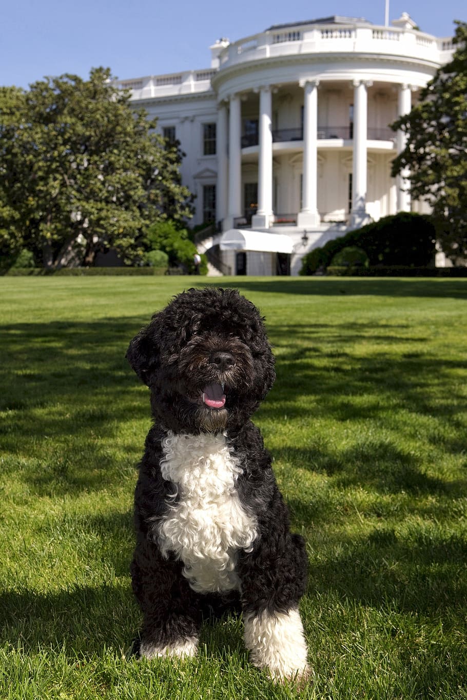 adulto, negro, blanco, estándar, caniche, Casa Blanca, perro de agua portugués, perro, bo, Obama
