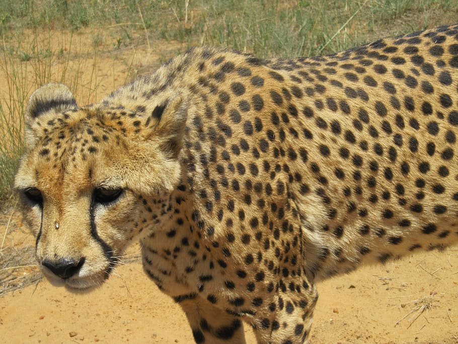 Namibia, guepardo, gato, África, safari, gato grande, depredador, naturaleza, gato montés, peligroso