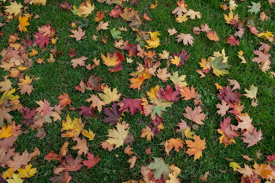 red, green, yellow, maple, leaves, grass field, autumn, color variety, carpet, grass surface