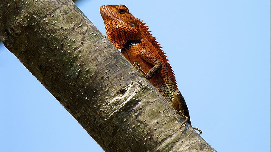 lizard, red, tree, animal, animal themes, animal wildlife, one animal, animals in the wild, reptile, low angle view