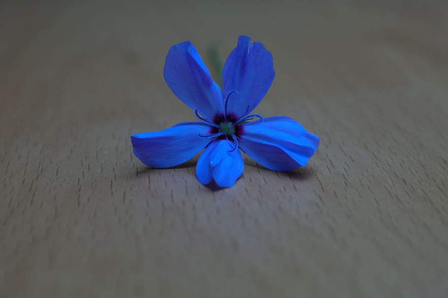 closeup, photography, blue, 5-petaled, 5- petaled flower, brown, wooden, board, inside, room