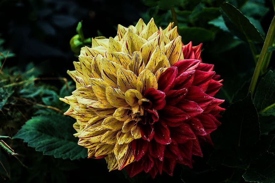 red, yellow, petaled flower, flower, dahlia, flower garden, ornamental flower, plant switches, nature, geothermal