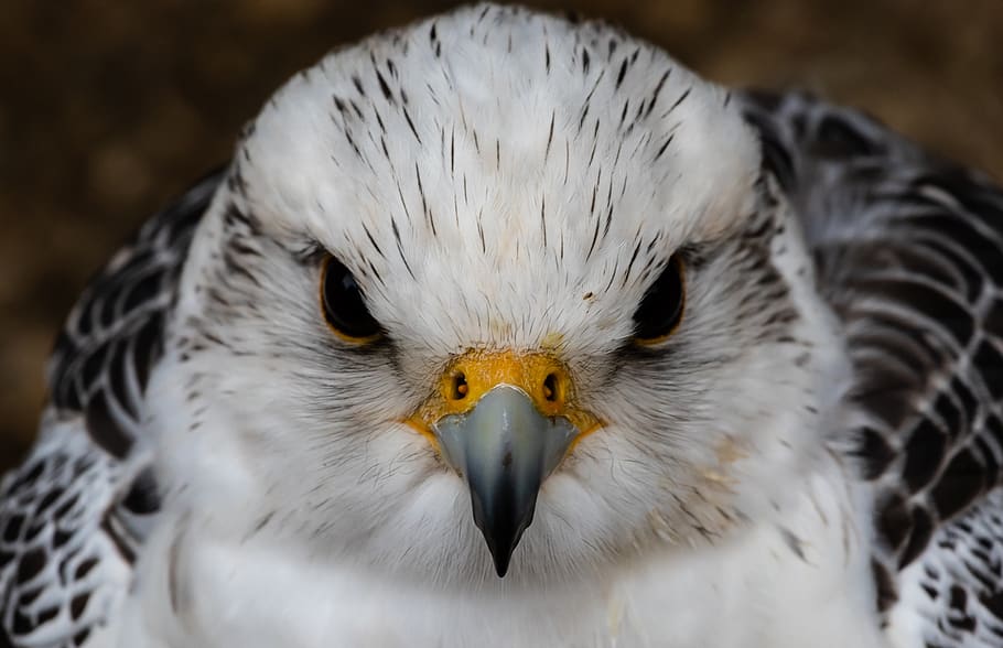 saker falcon, white falcon, raptor, black eyes, eyes, snow falcon, white, bird, animal, nature