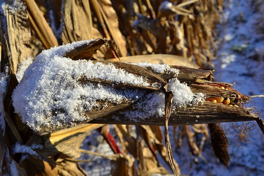 Corn On The Cob, Snow, Winter, corn, frozen, agriculture, close, field, macro, icy