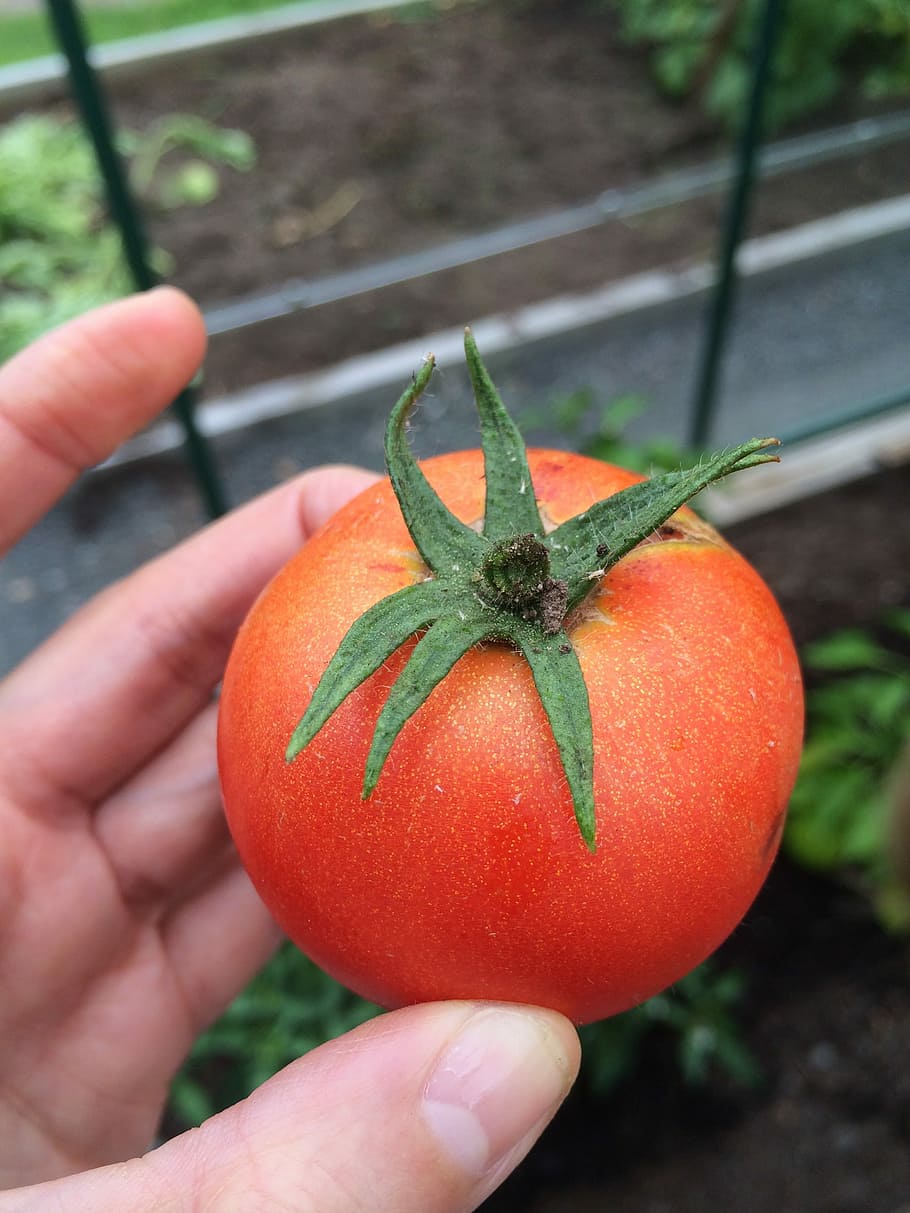Tomato, Grow, Greenhouse, Cultivation, garden, vegetable, self catering, red, plant, mature