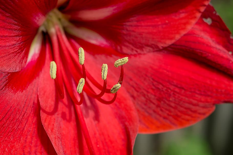 amaryllis, red, close up, inflorescence, flowering plant, flower, plant, close-up, petal, freshness