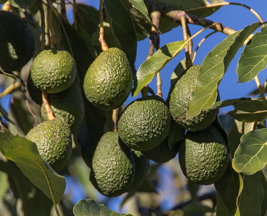 hass avocados, avocados, fruit, green, tree, healthy, plant, growth, leaf, plant part
