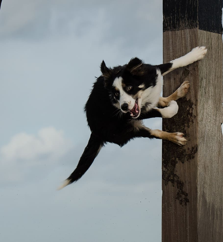 dog jumps on pole, jumping dog, funny charisma, border collie, beach, dog, british sheepdog, play, one animal, pets
