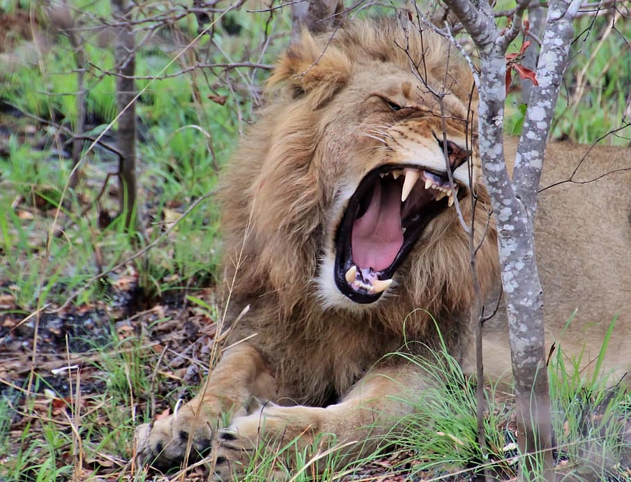 León, bostezando, tumbado, hierba, al lado, gris, árboles, durante el día, león rugiente, león joven