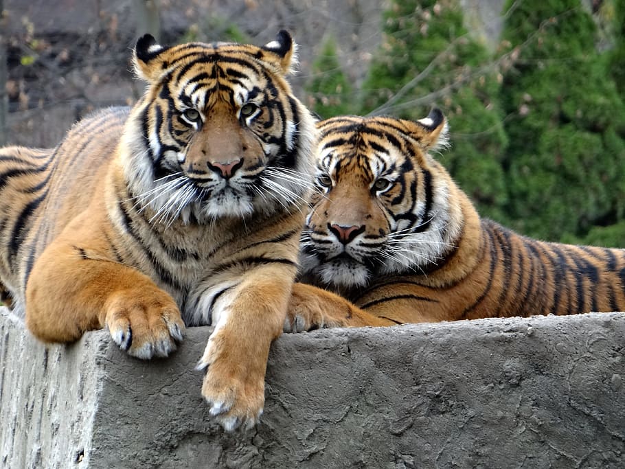 two, tigers, daytime, sumatran tiger, nature, predator, tiger, mammal, cat, cat's eyes