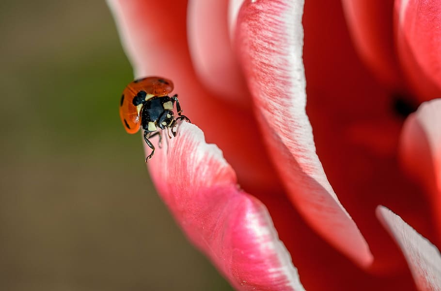 orange, ladybug, perched, pink, petaled flower, flower, red, petal, bloom, garden