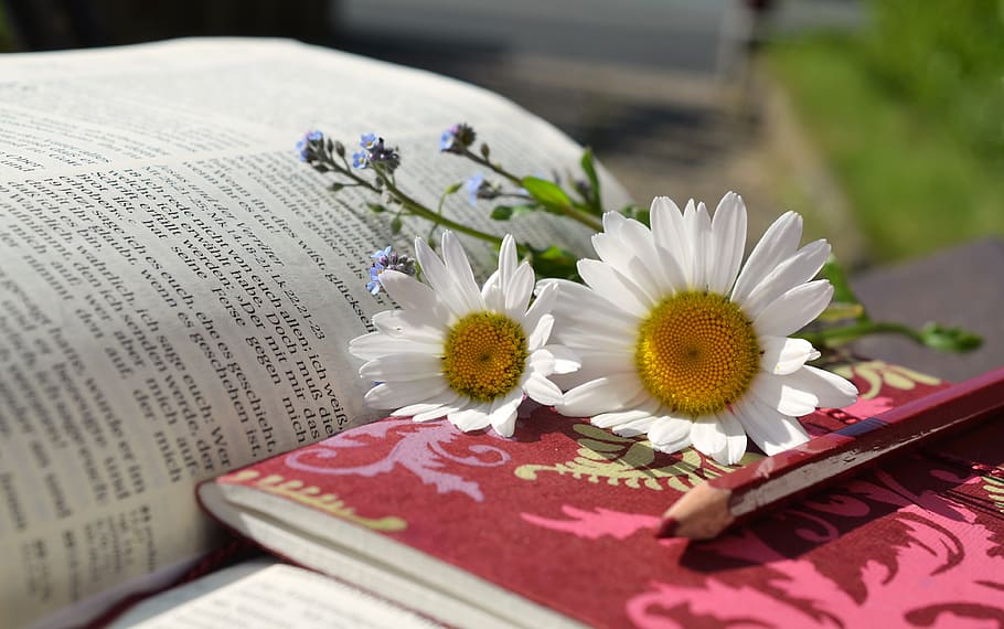 white, daisy flowers, top, book, daytime, daisies, read, writing materials, notes, bible