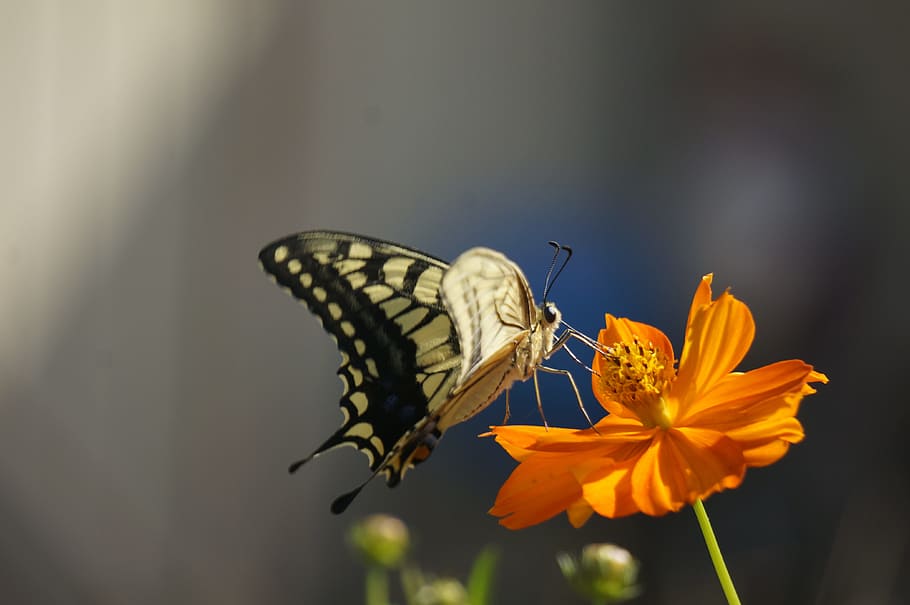a common yellow swallowtail, eaten feathers, papilio machaon, butterfly, huanghua cosmos, cosmos sulphureus, flowers perching butterfly, flowers to remain the butterfly, flower, flowering plant