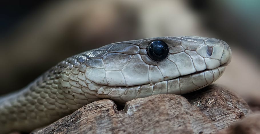 close-up photo, grey, snake, toxic, dangerous, terrarium, viper, risk, animal, creature