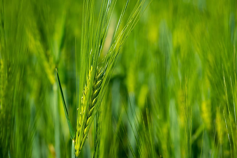 wheat, stem, agriculture, field, spikes, barley, cereal plant, green color, plant, crop
