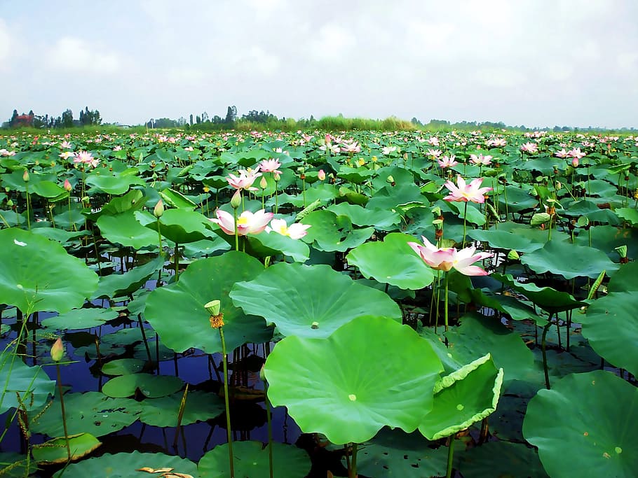 Lagoa, lírio d'água, lírio, flor, Vietnã, verde imenso, folhas grandes, natureza, folha, cor verde