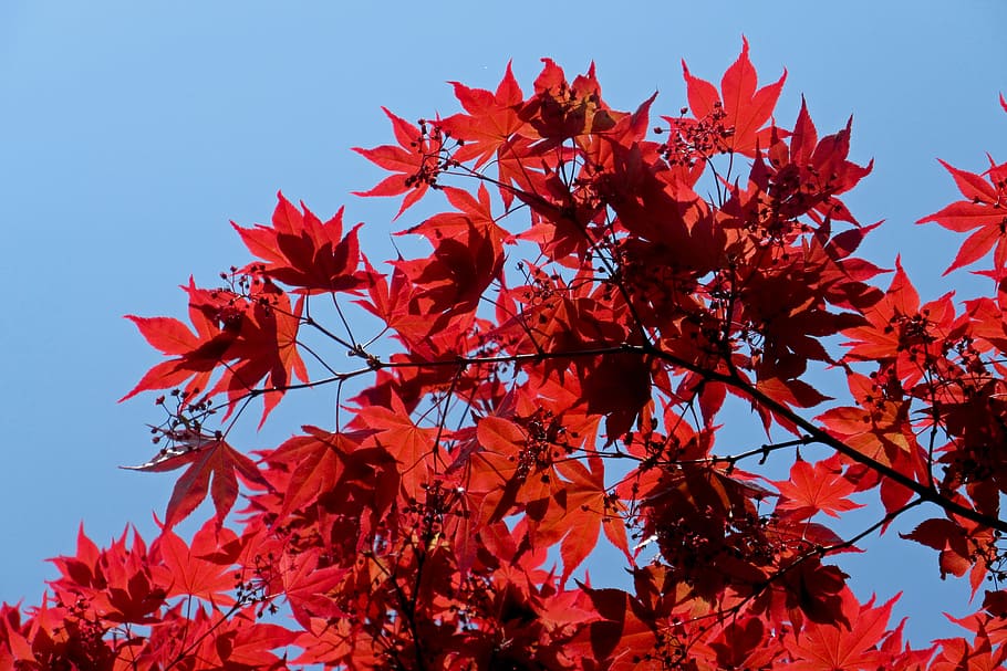 Arce japonés, naturaleza, arce, rojo, hojas, primavera, planta, rossa, jardín, otoño