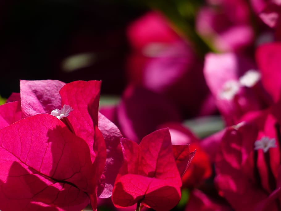 bougainvillea, colorful, flowers, red, red violet, intensive, color, bright, bush, bougainville