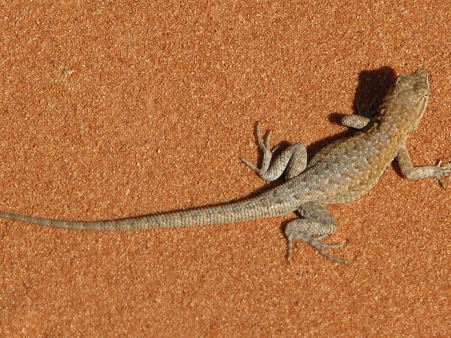 brown, lizard, surface, nevada, valley of the fire, red rocks, scenery, desert, tourist attraction, animal themes