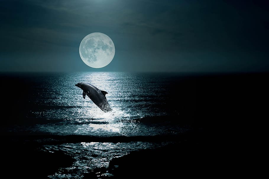 landscape, sea, sky, night, dolphin, moon, clouds, water, horizon over water, horizon