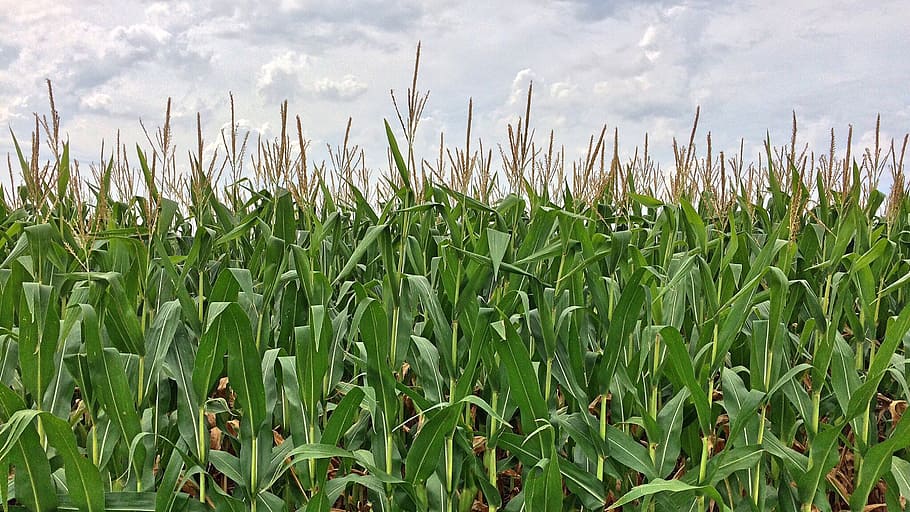cornfield close-up photography, corn, maze, farm, crop, growth, field, cloud - sky, plant, land