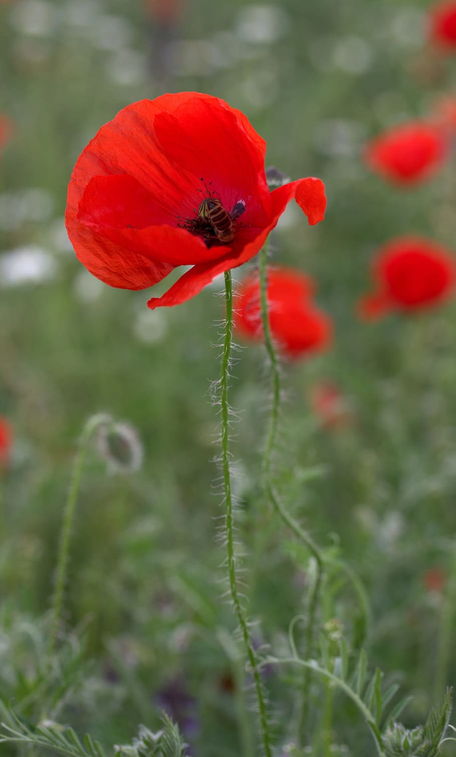 Poppy, Flower, Wild, Camp, red, nature, plant, summer, outdoors, green Color