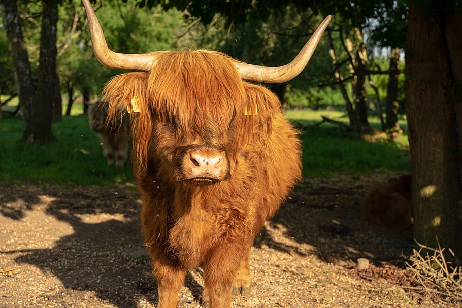 beef, highland beef, cow, horns, pasture, shaggy, animal, nature, livestock, cattle
