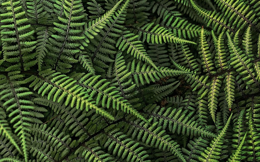 green boston fern, leaves, plant, green, nature, leaf, fern, backgrounds, pattern, green Color