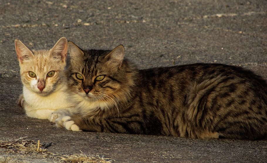 Cats, Pair, Stray, Couple, together, street, togetherness, tenderness, two, domestic cat