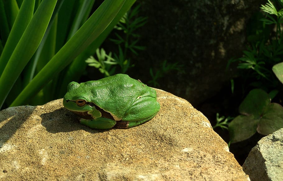 tree frog, green, nature, animal wildlife, green color, animals in the ...