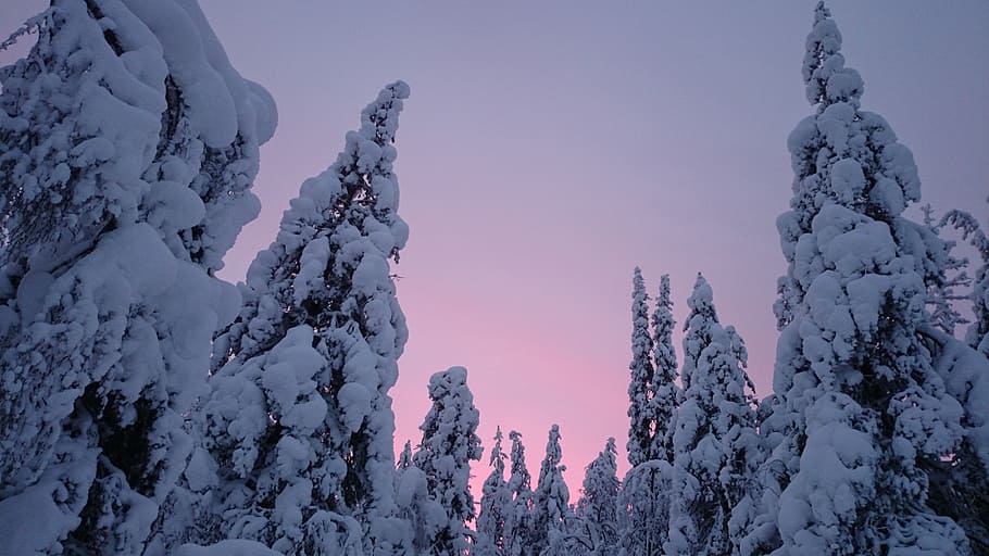 sunset, snow, winter, lapland, finland, trees, nature, cold temperature, beauty in nature, sky