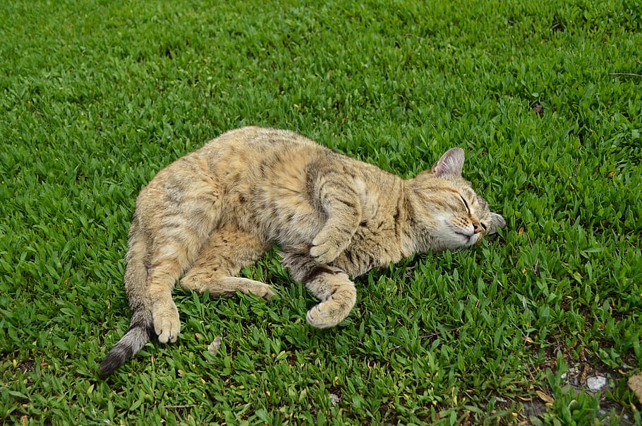 cat, cat on the grass, green, grass, fur, cats, multi color, resting, pet, sneaks