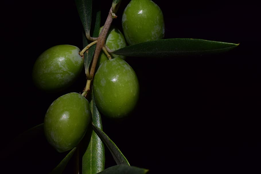 azeitona, nocellara, azeitona nocellara, comida, verde, mediterrâneo, azeitona na árvore, azeitona fresca, fresca, folha de oliveira