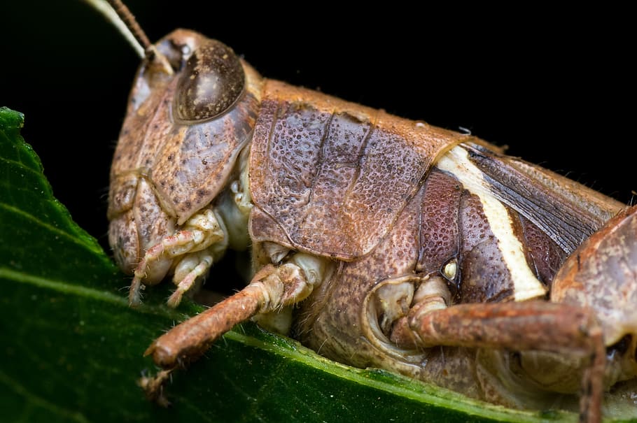 grasshopper, macro, details, eating, leaf, chitin, animal, locust, garden, insect
