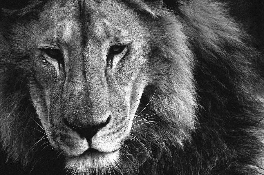 grayscale photo, lion, animals, hair, king, jungle, africa, one animal, animals in the wild, animal wildlife