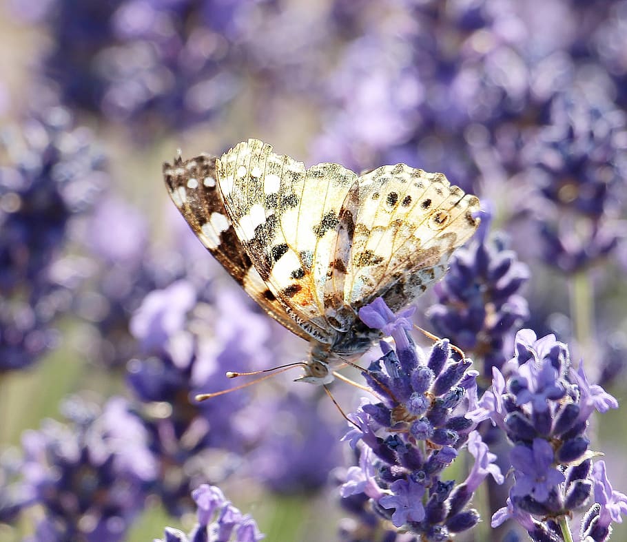 brown, white, butterfly, purple, flower, lavender, nature, plant, blossom, bloom