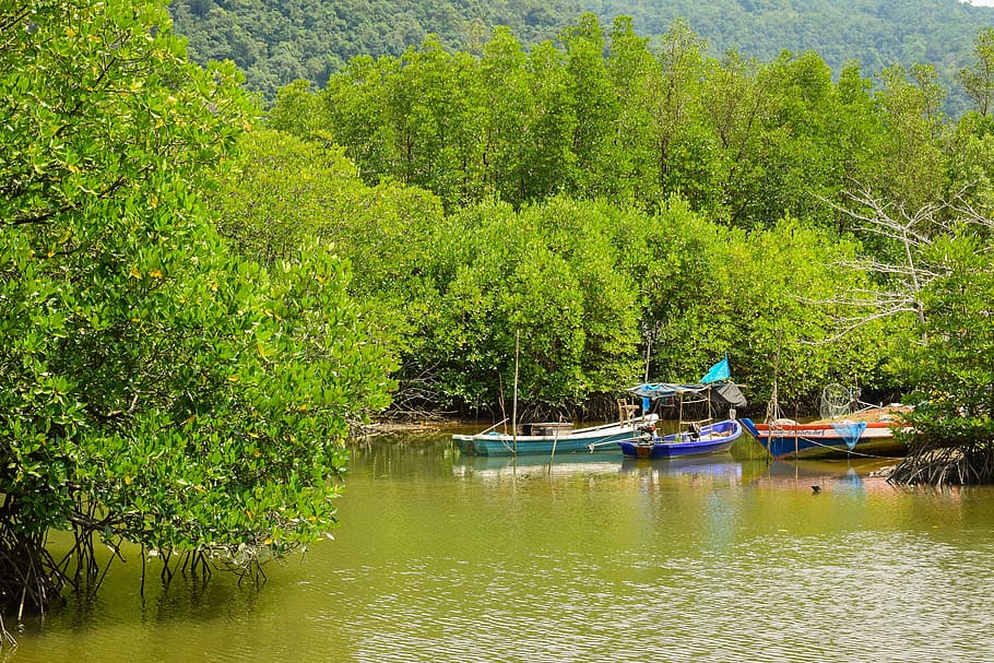 nature, mangrove, mangrove forest, trees, swamp, water, thailand, boats, boats on the water, sight