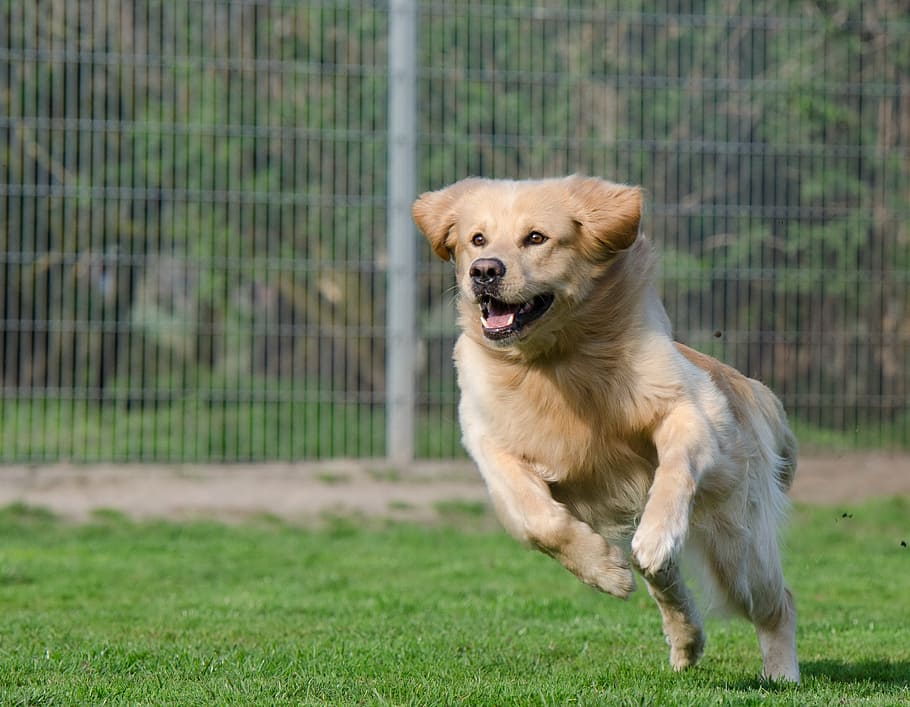 adult light, golden, retriever, runs, grass field, daytime, running dog, long coat, dog, expression