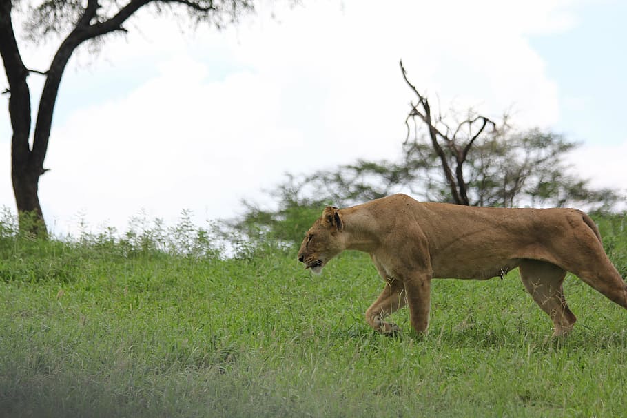africa, tanzania, tarangire, lion, lioness, wild animal, safari, wildlife, animal world, wild