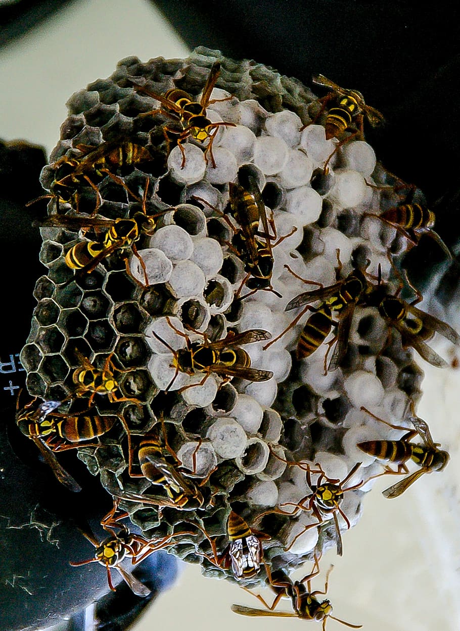 vespa, ninho, vespa de papel, favo de mel, padrão, selvagem, insetos, austrália, inseto, invertebrado