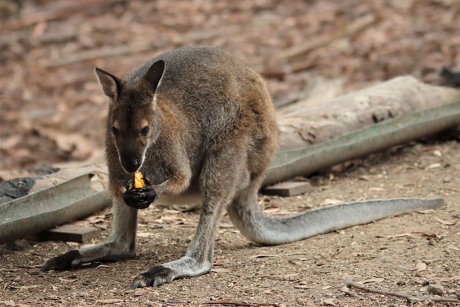 tail, eating, orange, rock wallaby, marsupial, native, adelaide, animal, australia, black