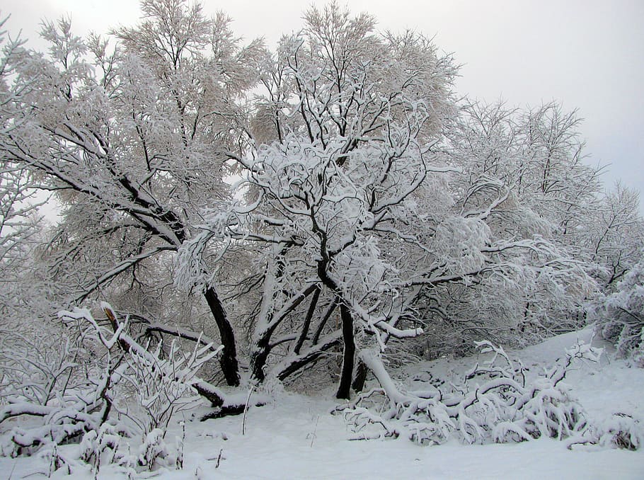 Neve, Geada, Inverno, Estação, Gelo, Árvore, queda de neve, coberto, sazonal, país das maravilhas do inverno