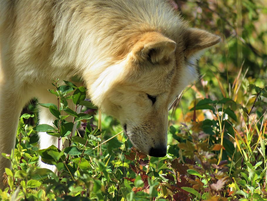 wolfdog, wolf, dog, hunting, sniffing, smelling, forest, bushes, sanctuary, yamnuska