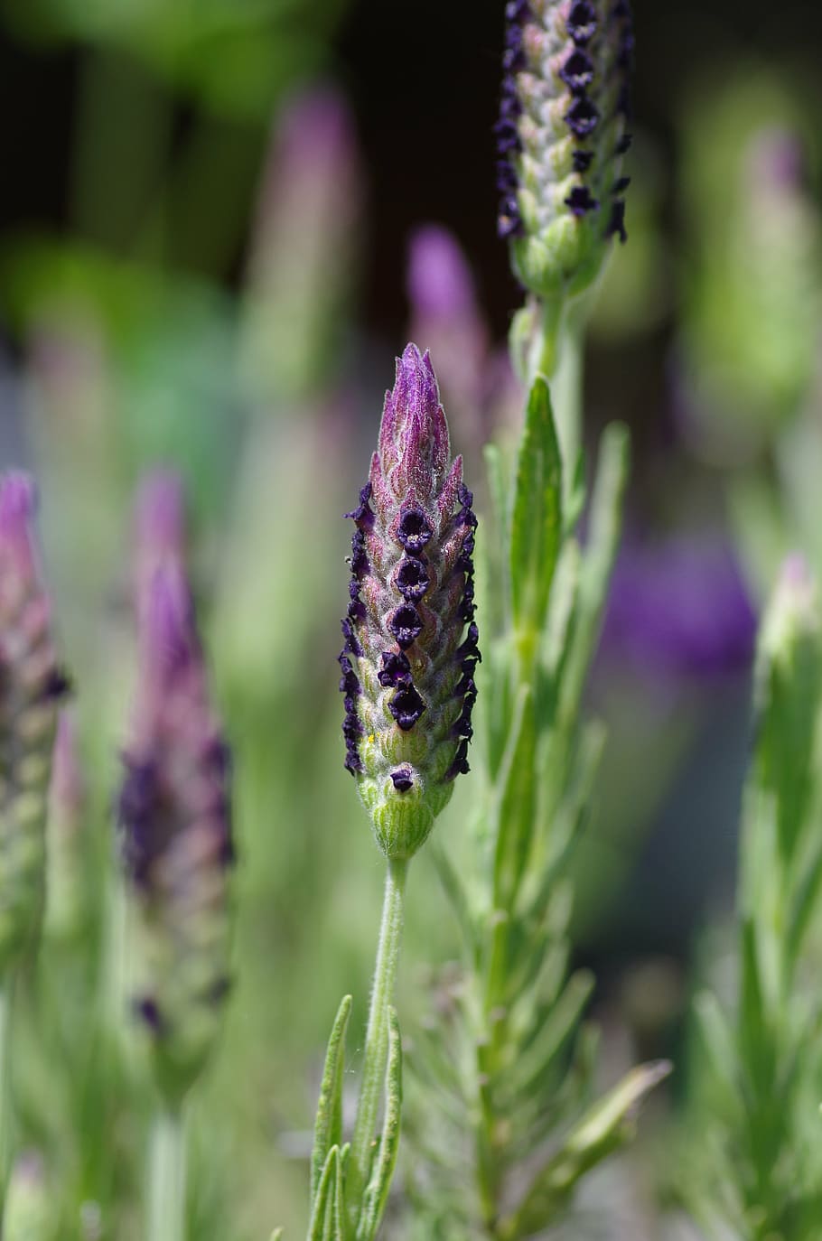 lavender, lavender flowers, purple, violet, inflorescence, ornamental plant, herbs, garden, fragrant, garden plant