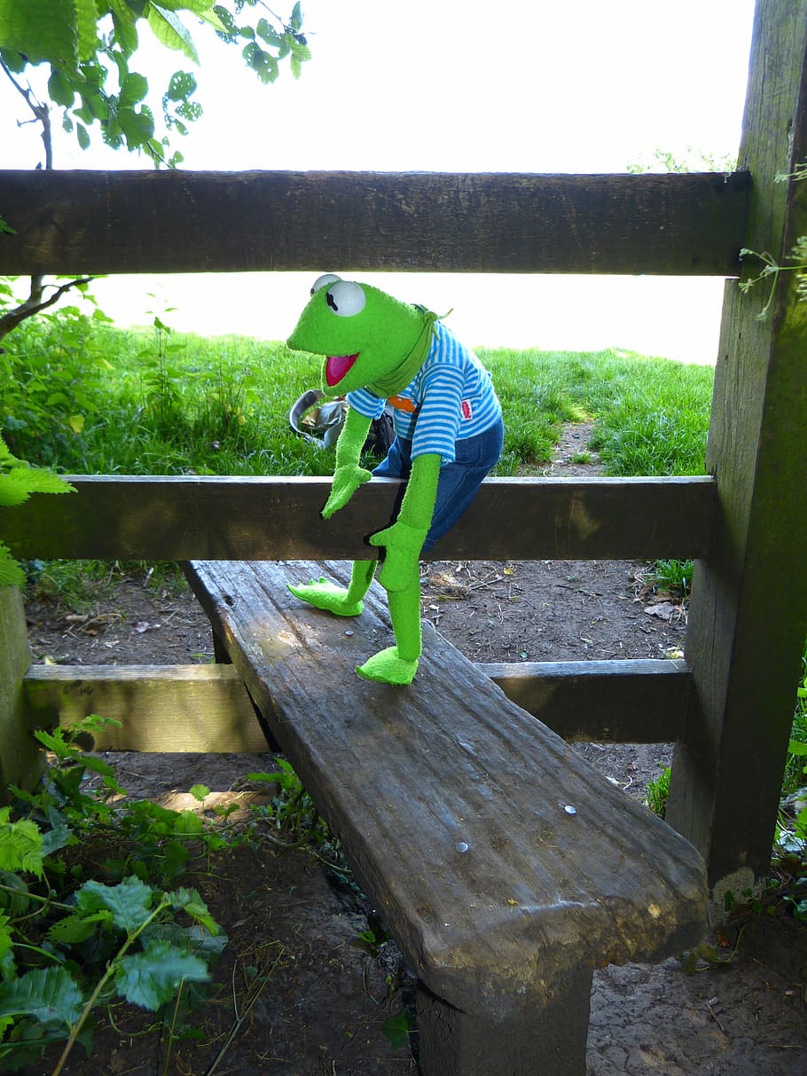 Kermit, rana, superar, puerta, madera, cerca, cerca de madera, tablas de madera, entrada, límite