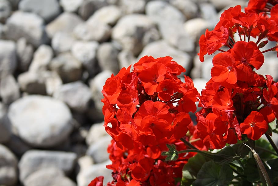 close-up photo, red, petaled flowers, flower, stones, pelargonium, flowering plant, perennials, geranium, storksbills