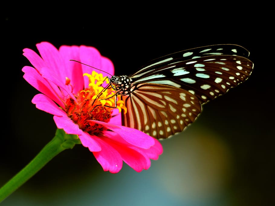 la mariposa, mariposa, insectos, profundos, pétalos, gerbera, flores y mariposas, encantador, el jardín, ala